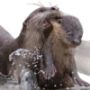 Funny animals 29