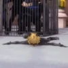 Miraculous meme (maryxzww) 24