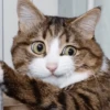 meow 5