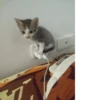 Котики 5
