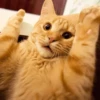 meow 6