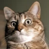 meow 7