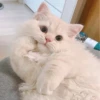 meow 8