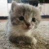 Котики 7
