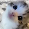 Котики 10