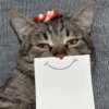 meow 9