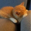 Котики 12