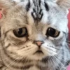 meow 10