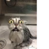 Котики 14