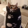 Котики 15