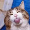 meow 11