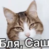 meow 12