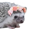 Мэкс 13