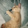 Котики 16