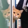 meow 14