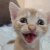 Котики 18