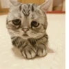 Котики 19