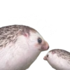 Мэкс 14