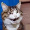meow 15