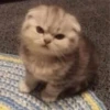 Котики 20