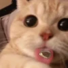 Мэкс 18