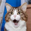 meow 17