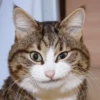 meow 18