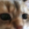 meow 19