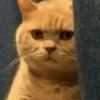 meow 20