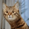 meow 22