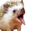 Мэкс 23