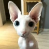 Котики 24