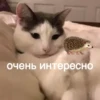 Мэкс 25
