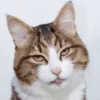 meow 23