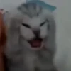 Котики 25