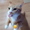 Мемные 3 22
