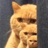 meow 24