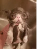 Котики 27