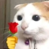 Мемные 3 26