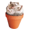 Мэкс 27