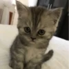 Котики 29