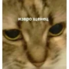 извро щенец