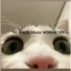 Чо нада мыш мохнатая