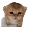 silly babies 🐈‍⬛ 5