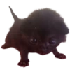 silly babies 🐈‍⬛ 6