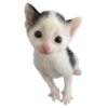 silly babies 🐈‍⬛ 7
