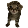 silly babies 🐈‍⬛ 8
