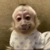 Monkeys333 5