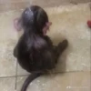 Monkeys333 6