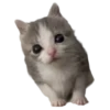 silly babies 🐈‍⬛ 9